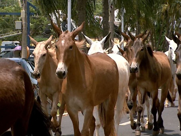 Evento reúne até hoje, criadores de burros e mulas de todo o país (Foto: Reprodução/EPTV)